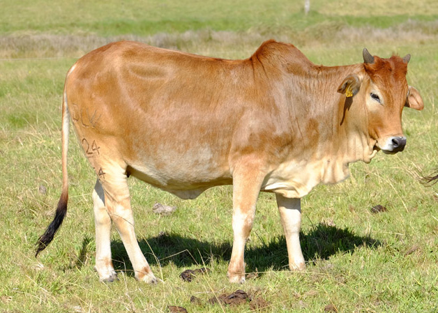BORAN