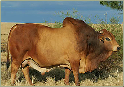 buffel